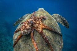 blunt-science:    An Octopus hitching a ride
