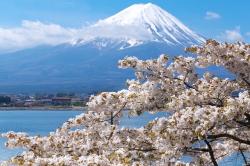 matryokeshi:Mt.Fuji and sakura