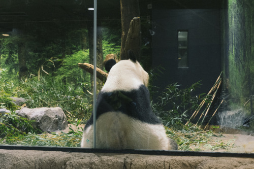 上野動物園：Ueno Zoo