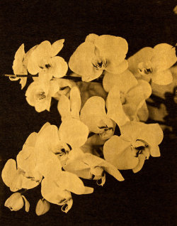 gacougnol:Gilles LorinOrchids Goldleaf