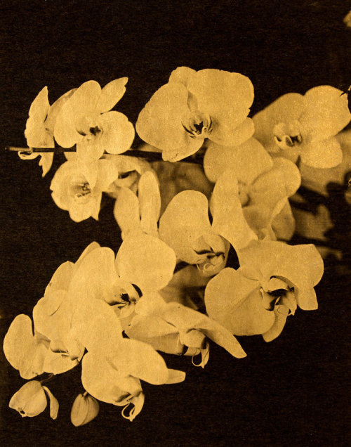 Porn photo gacougnol:  Gilles LorinOrchids Goldleaf