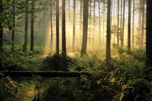 janviemai: My forest morning by Rasa Aksom