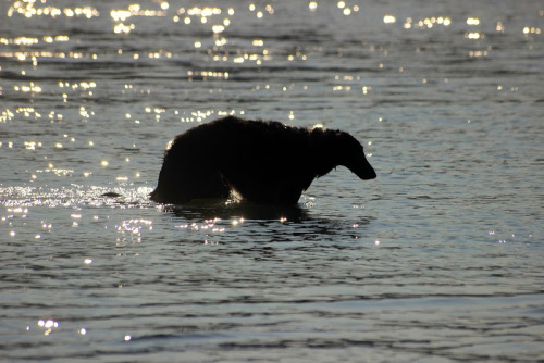 zoi-ish-tales: paper cut borzoi - silhouettes between shade, water and light. @thewavesbrokeonthesho