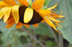 incalescentheart:  sunflowers are so nostalgic