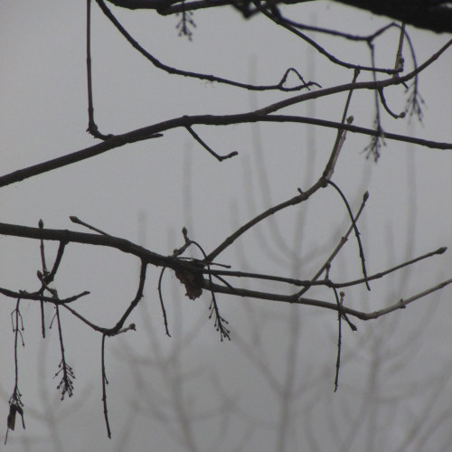 Enfoque gris.
