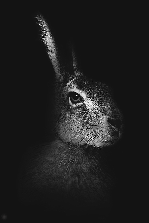beautifulgreyscale:  Credit: MartinMartin et Karczinski | Edits 