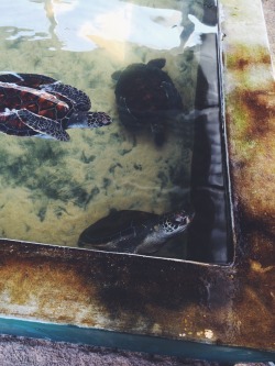 -vvaste:  sea turtles
