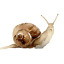 snailboy1979