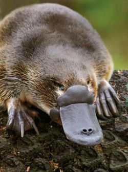 biology-online:  Platypus venom contains