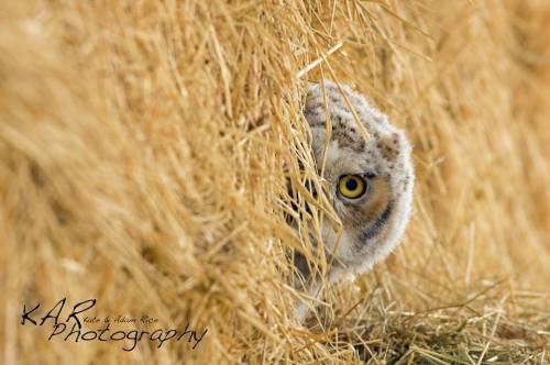 It’s a young Great Horned Owl in Utah, USA. Amazing photo by KAR Photography - More about Gr