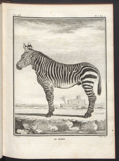 Zebras from Georges-Louis Leclerc de Buffon’s Histoire naturelle Vol. 12. Paris 1764.Source: Polish 