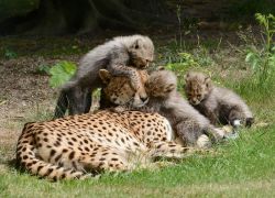 sasaq:  Rare Litter of Cheetahs Born at Allwetterzoo