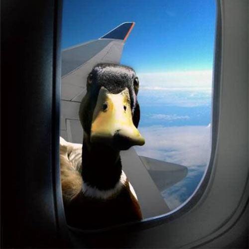 wolfdancer:  wolfdancer:- Did someone say it was a duck lunch? !  ;  )  Lazy duck!