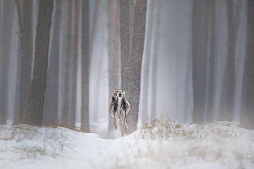 lainphotography:HazelLook at her paws. <3Able to run 70 km/h (43 mph)<And what a winter we hav