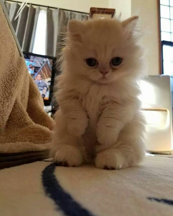 awwww-cute:  I said Hello……… (Source: http://ift.tt/2uPMzuX)