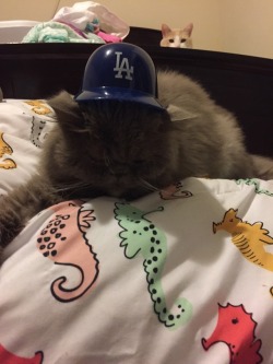 My cats are way less excited about the Dodgers than I am right meow