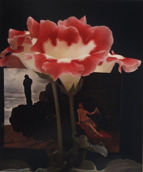 Horst P. HorstGloxinia