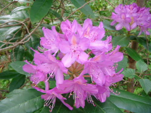 Lurking in the woods&hellip; the invasive (but admittedly pretty) Rhododendron ponticum