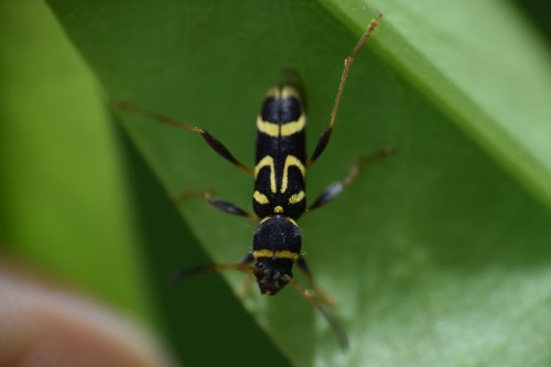 Round-necked Longhorn Beetle (Clytus Ruricola), Taken May 2, 2025, In Georgia, US