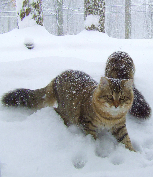 handsomecats:Snow Day! YIPPEE!! (by clickit07)