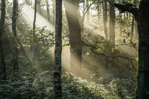 Stoneycliffe Wood by Aidan Mincher