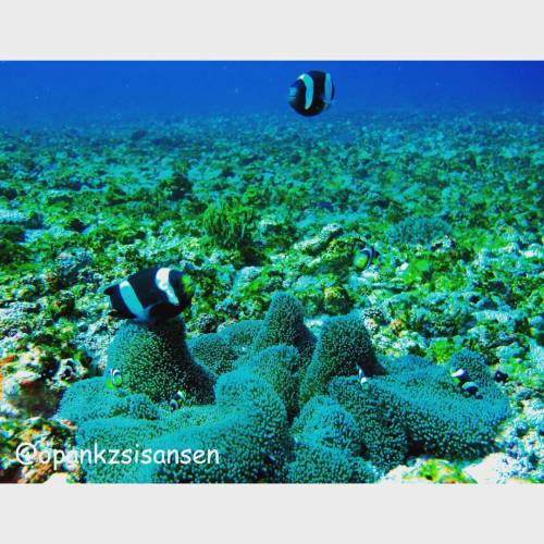 B/W family#mantapoint #labuanbajo #cndive #komodo #flores #ntt #indonesia #scubadive #diving #unde