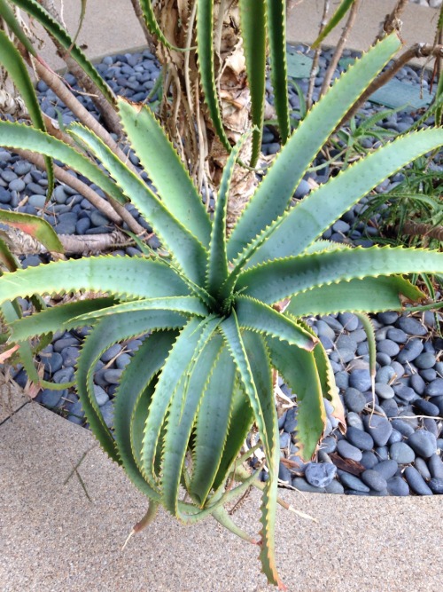 11.5.16 - Help! Is this…. tree aloe? I am so unfamiliar with these desert plants!Edit - Thanks, all!