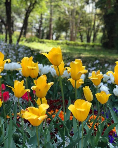 A piece of Japan Memories # #tulip #目黒 #東京 #林試の森公園 (at 林試の森公園) https://www.instagram.com/p/BxAPKMNFF