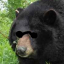 bear-of-da-forest