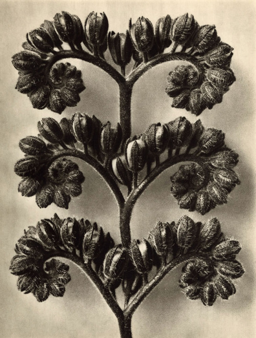 Karl Blossfeldt, Botanical Photographs, Late 1920′s Etherton Gallery