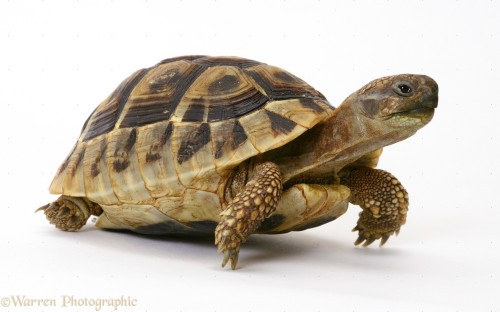 xtoxictears:It pains me that even when you search “turtle” on google images, most of the pictures th
