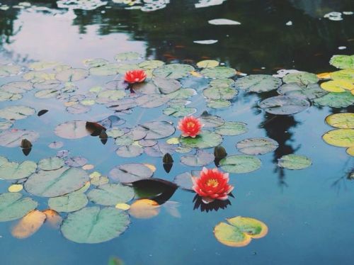 michelle-ellis: Pretty little flowers in a pond near my grandmas house