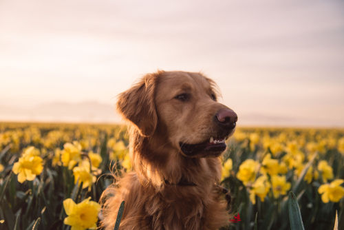 handsomedogs:Amber Bailey | Skagit Valley Tulip Festival