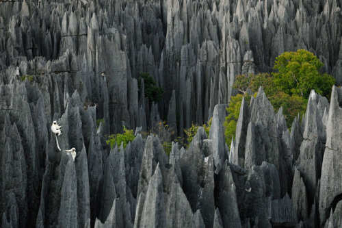 nubbsgalore:  tsingy de bemaraha national park, a unesco world heritage site in western madagascar, is home to lemurs who, with thick pads on their hands and feet, navigate this six hundred square kilometer labyrinth of three hundred foot tall razor sharp