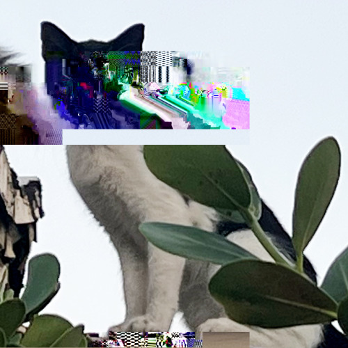 glitchphotography:  cat porn pictures