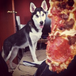 pepehinojosa:  When the husky smells pizza #husky #huskylove #dog #pizza #food #wolf 