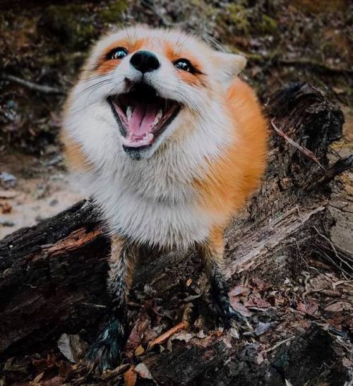 babydogdoo: The adventure fox