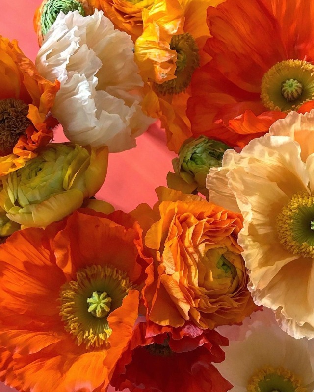 fleur-aesthetic:instagram | blossomanddill 