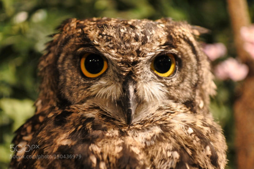 creatures-alive:Owl by Suzuna Sakaguchi