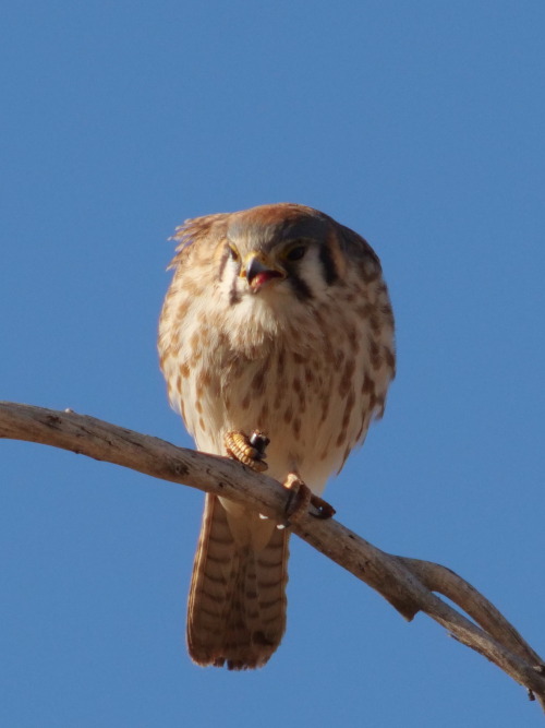 ajaxbird: she gots a bug. why bug? why would you taste like that?