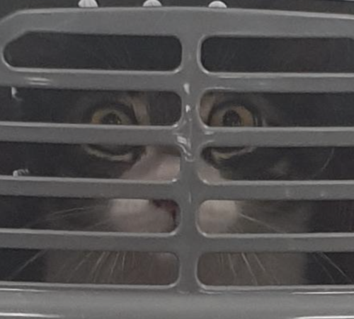 catsbeaversandducks:Photo by u/Frostomei