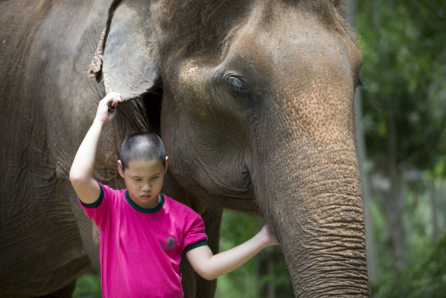 Krit, a 12-year-old student with disabilities, leads a female elephant at the Thai Elephant Research