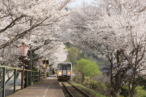 akiva-daiki:blooming station por Yoshi ShimamuraPor Flickr:Taken at Miura station, Okayama.(因美線三浦