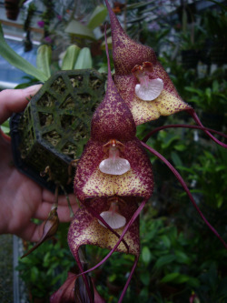 orchid-a-day:Dracula bellaSyn.: Masdevallia