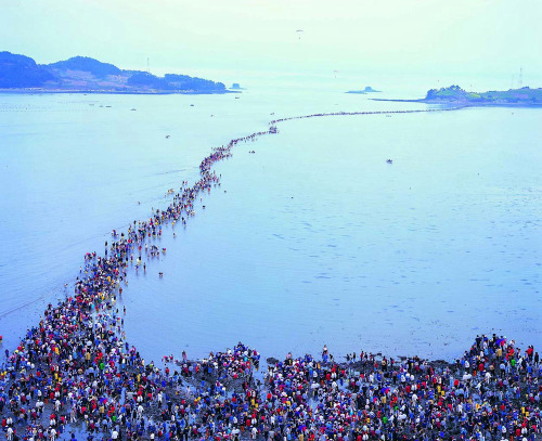 Jindo Miracle Sea Festival Once a year in Jindo in Jeollanam-do Province, the seas mysteriously part