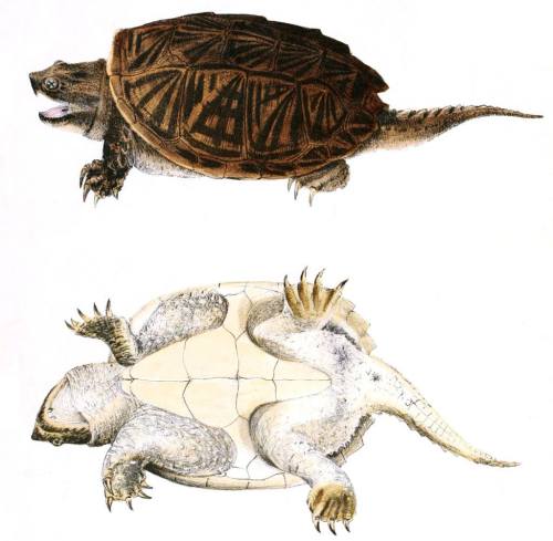 Chelydra serpentina, a tartaruga-mordedora.Chelydra serpentina, the snapping turtle.John Edwards Hol