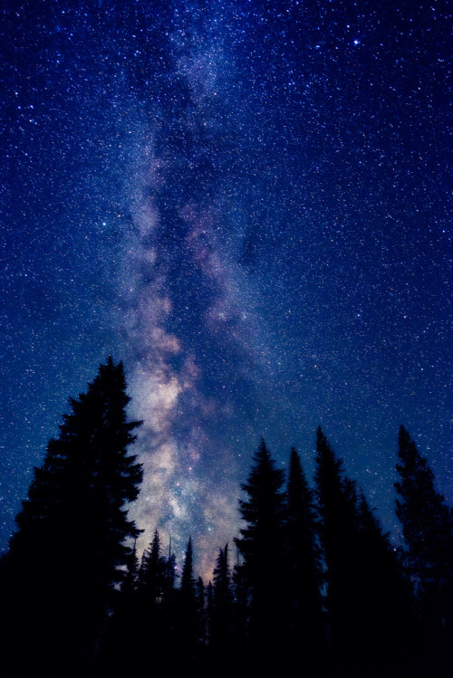 whenitallturnstodust:  Sleepy Forest (by Matt Payne Photography) 