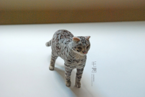 ▋ Bengel Cat ( custom-made ) Sculpture approximately 7 x 17 x 17 cm ( not including the tail )