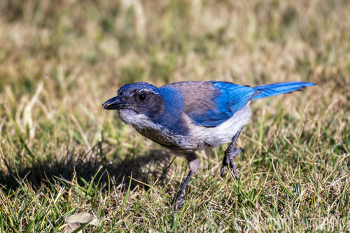 California Scrub JayAphelocoma californicaPico Canyon, California