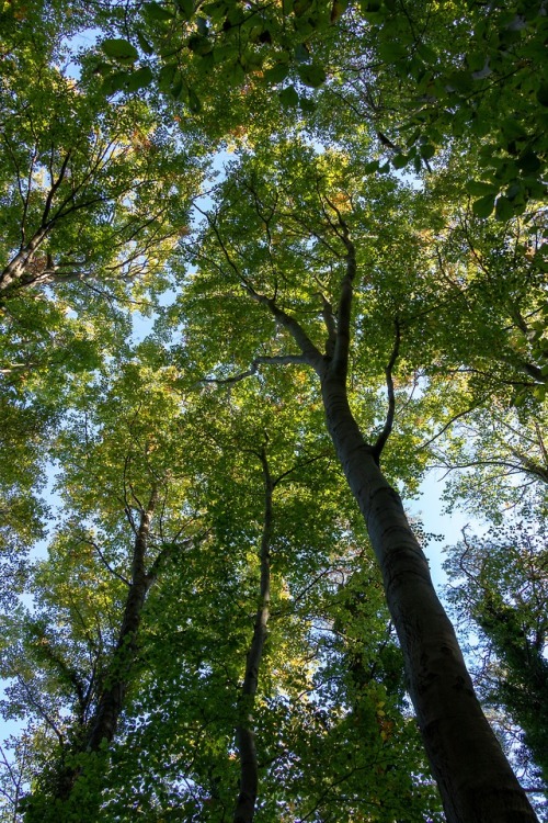 Canopy.Forest, Baltic Sea.